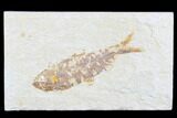 Detailed Fossil Fish (Knightia) - Wyoming #176381-1
